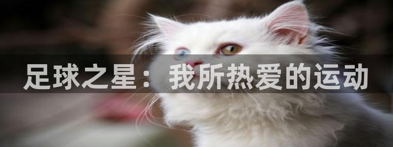 足球之星：我所热爱的运动